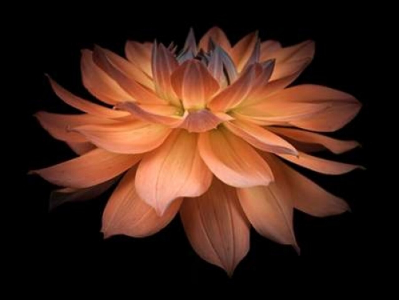 Dahlia Flower Poster Print by Assaf Frank - Item # VARPDXAF20090807009C02